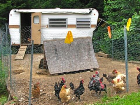 How to Turn a Camper into a Chicken Coop?