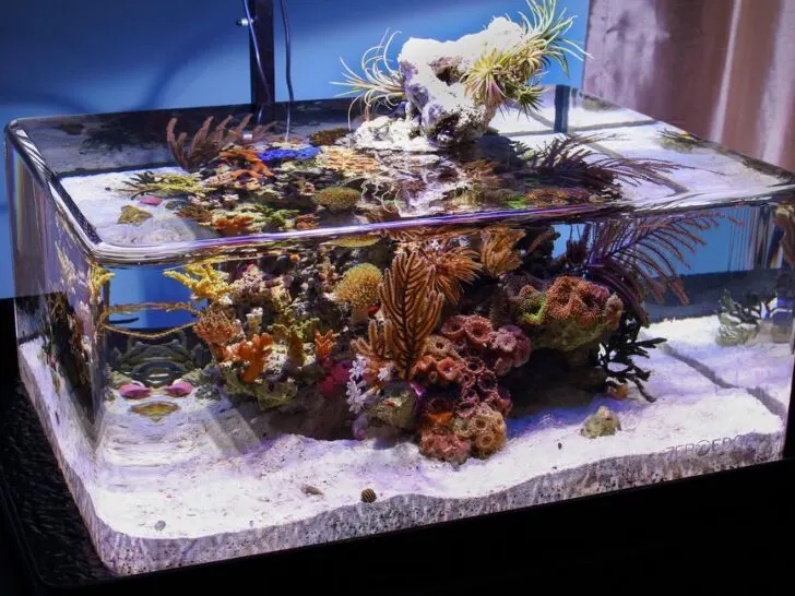 Can You Have a Fish Tank in an RV?