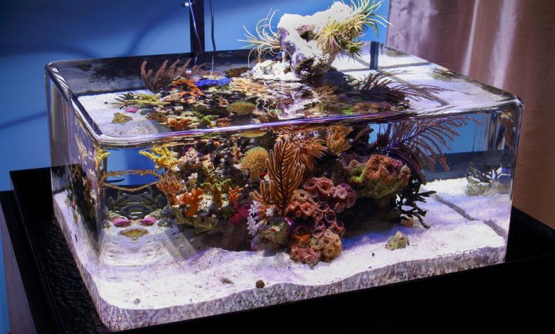 Can You Have a Fish Tank in an RV?