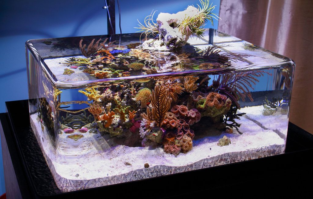 Can You Have a Fish Tank in an RV? (Explained)