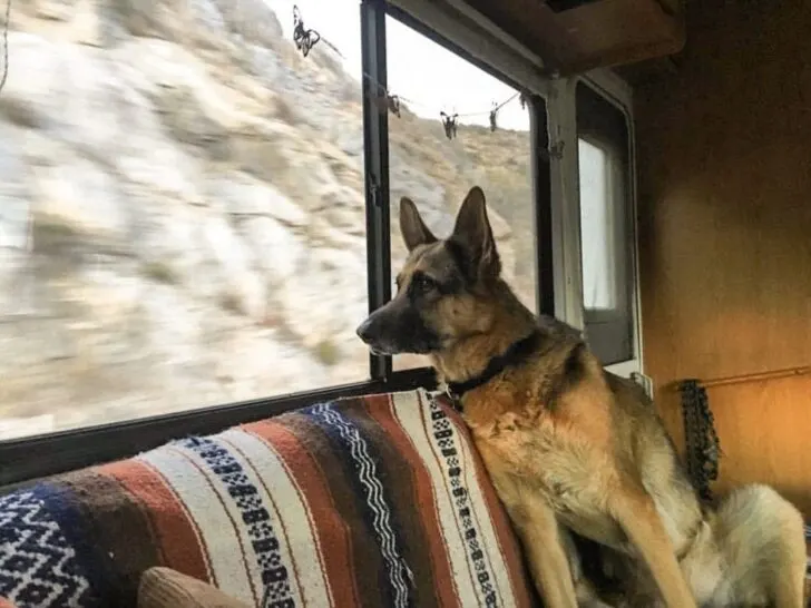 How to Make Your RV Pet Friendly?