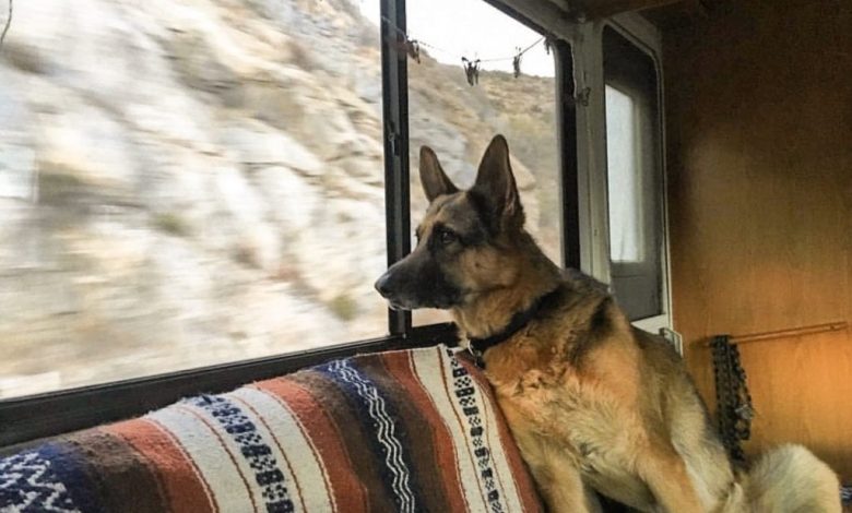 How to Make Your RV Pet Friendly?