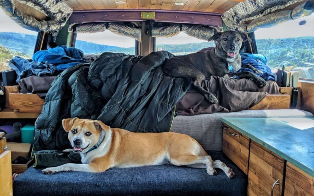 how travel with dog