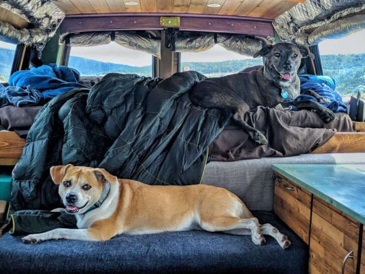 How to RV With Large Dogs?