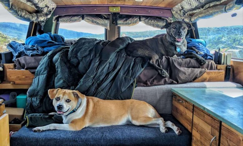 How to RV With Large Dogs?
