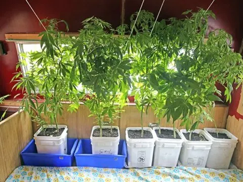 Where to Put Plants in RV?