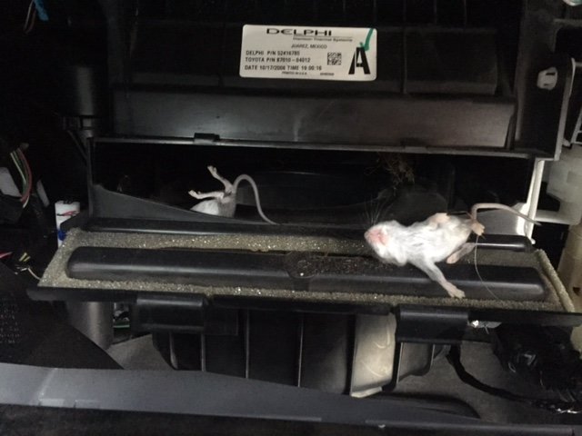 How to Keep Mice out of Toyota Tundra?