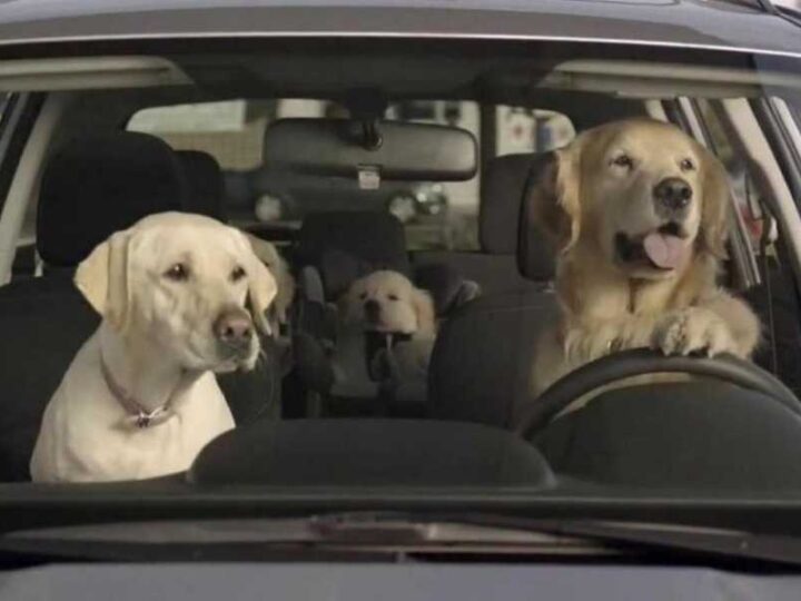 What is the Dog’s Name in the Subaru Forester Commercial?