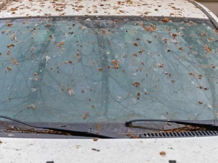 How to Clean Bird Poop From Car Windshield?