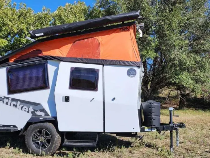 Common Problems with Taxa Cricket